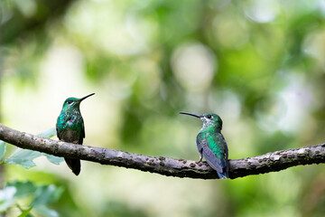 a couple of hummingbirds sit together on a twig against green bokeh
