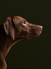 Vizsla