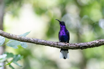 a purple hummingbird siton a twig against green bokeh