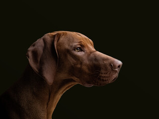 Vizsla