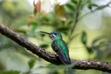 a green hummingbird sit on a twig against green bokeh