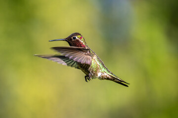 Anna and Roufis hummingbird