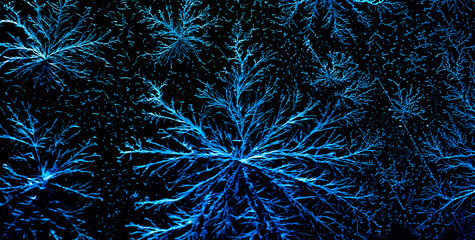 chemical flowers from crystals, nature patterns