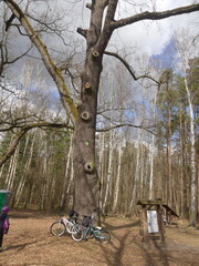 old oak in the Kampinos forest, bikes leaning against a tree