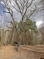 old oak in the Kampinos forest, bikes leaning against a tree