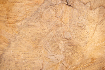 Close up of old wooden cut texture