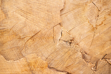 Fototapeta premium Closeup view of end cut wood tree section