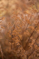 Dry flowers pattern on beige background top view.