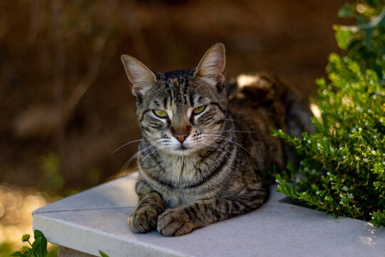 Gato cinzento