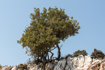 Olivenbaum auf Olivenhain in mediterraner Landschaft von Griechenland