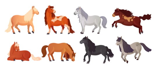 Foto op Canvas Ponies breeding. Cartoon cute pony shetland breed, farm beautiful little horses with child tails, kid horse lying poni animal character, isolated ingenious vector illustration © ssstocker