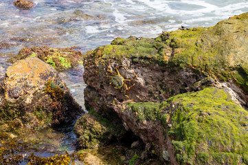 Sea stone coast with crayfish and crabs. Tropical photography for tourism, design and advertising