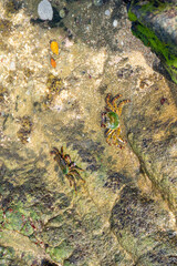 Sea stone coast with crayfish and crabs. Tropical photography for tourism, design and advertising