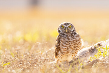 An adorable burrowing owl (Athene cunicularia) in Cape Coral, Florida