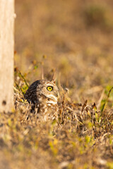 An adorable burrowing owl (Athene cunicularia) in Cape Coral, Florida