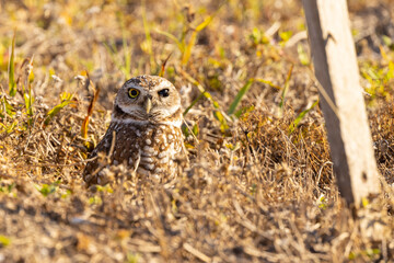 A burrowing owl (Athene cunicularia) that appears to have one damaged eye in Cape Coral, Florida