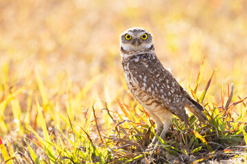 An adorable burrowing owl (Athene cunicularia) in Cape Coral, Florida