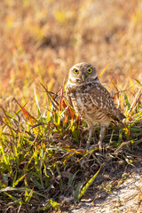 An adorable burrowing owl (Athene cunicularia) in Cape Coral, Florida