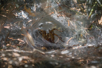 Labryinth spider (Agelena labyrinthica) waiting for prey on the web