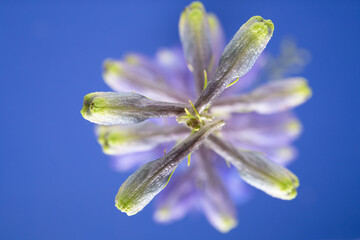 delphinium blue flower on blue background