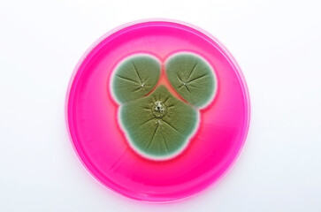 A fungal colony isolated in the scientific research laboratory on a Petri dish