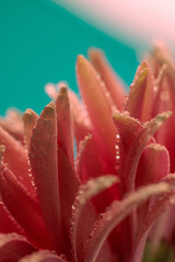 pink gerbera daisy full of the morning dew