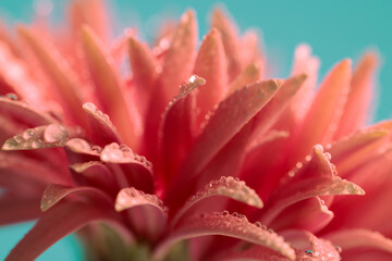 Fototapeta premium pink gerbera daisy filled with the morning's fresh dew