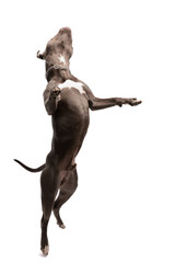 Obraz na płótnie Canvas American Staffordshire Terrier dog enjoying a nice dance