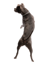 Obraz premium American Staffordshire Terrier dog shaking his buttocks at the camera