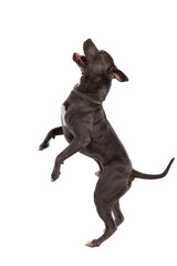 American Staffordshire Terrier dog dancing full of excitement
