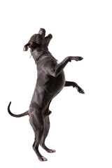 Obraz na płótnie Canvas American Staffordshire Terrier dog dancing on hind legs and singing