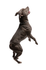American Staffordshire Terrier dog turning to the side and dancing