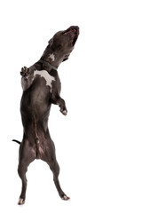 Obraz na płótnie Canvas American Staffordshire Terrier dog having a good time dancing