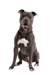American Staffordshire Terrier dog sitting and sticking out tongue