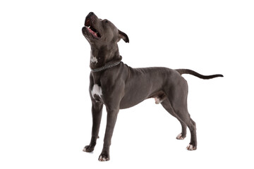 American Staffordshire Terrier dog standing and panting