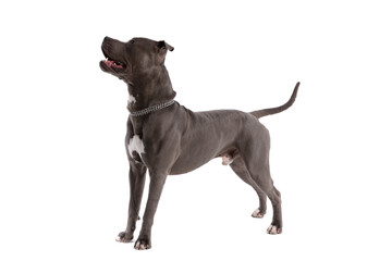 American Staffordshire Terrier dog panting and looking to the side