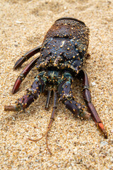 Large crustacean crab close-up. Macro photo. Photography for tourism background, design and advertising