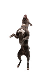 American Staffordshire Terrier dog dancing and laughing out loud