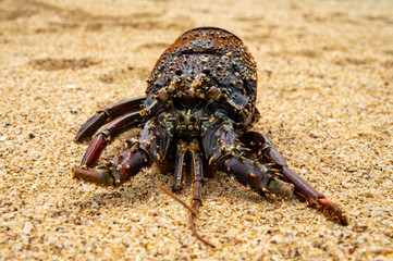 Large crustacean crab close-up. Macro photo. Photography for tourism background, design and advertising