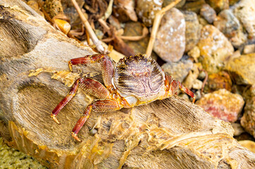 Large crustacean crab close-up. Macro photo. Photography for tourism background, design and advertising