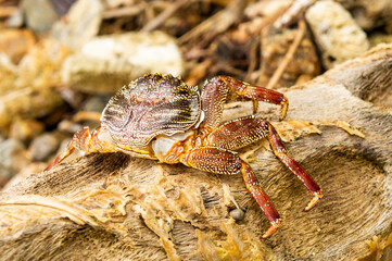 Large crustacean crab close-up. Macro photo. Photography for tourism background, design and advertising