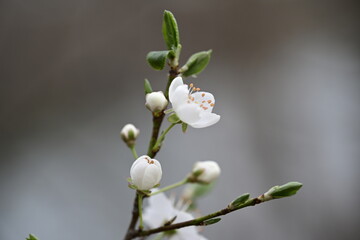 branch of a blossoming cherry