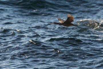 Flying cormorant