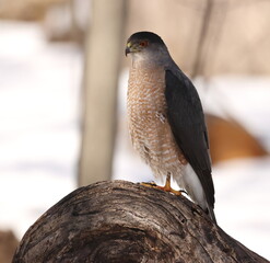 &Eacute;pervier de cooper dans son environnement naturrel
