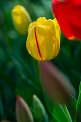 Beautiful red and yellow tulip in a park