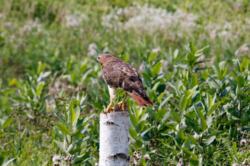 Red Tailed Hawk in Flight - Ontario Canada 