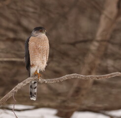 &Eacute;pervier de cooper dans son environnement naturrel