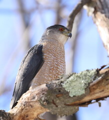 &Eacute;pervier de cooper dans son environnement naturrel