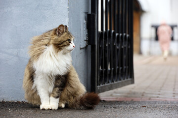 Portrait of fluffy cat sitting on a street near the open gate