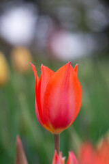 Beautiful red tulip in a park
